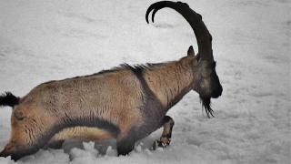 Dersim’de dağ keçileri için bakanlığa başvuruldu