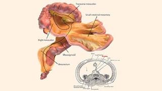 İnsan vücudunda yeni bir organ keşfedildi