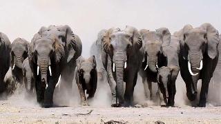 Öfkeli filler köyü bastı, 5 köylüyü öldürdü