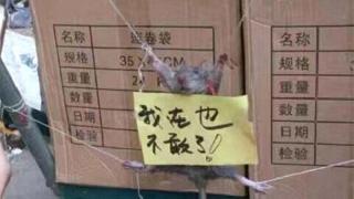 Hırsız Fareye ilginç ceza