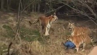 Doğa parkındaki kaplan turisti yedi