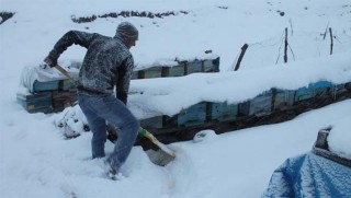 Şırnak'ta arılara 'avuç içi' ısıtma