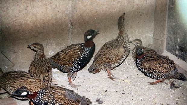 Şırnak'ta, nesli tükenmekte olan 14 Turaç kuşu bulundu