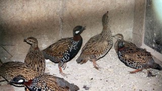 Şırnak'ta, nesli tükenmekte olan 14 Turaç kuşu bulundu