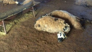 Siverek’te 90 koyun telef oldu