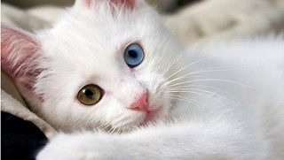 Van kedilerine çipli takip