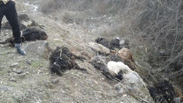 Batman'da kayalıklardan atlayan onlarca keçi telef oldu