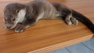 Dersim'de yaralı su samuru bulundu