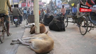 İnek öldürmenin cezası: müebbet