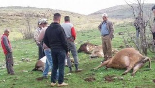 Mardin'de büyükbaş hayvan sürüsüne yıldırım düştü
