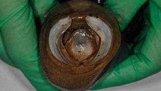 Bilim insanlarından inanılmaz keşif: Yüzyıllar sonra canlı olarak yakalandı