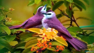 Kuşların yeni keşfedilen özelliği