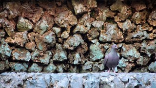 Sesi kesilen taşlar ve onların arasında bir şair 