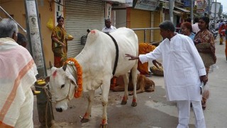 İki Müslüman inek çaldı iddiasıyla linç edildi