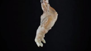 Bir fareye kendi hücrelerinden kol üretildi