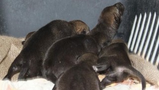 Diyarbakır'da 6 yavru kurt bulundu