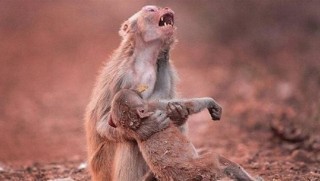 Anne maymunun 'feryadı' kamerada