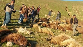 Ağrı'da sele kapılan 70 koyun telef oldu