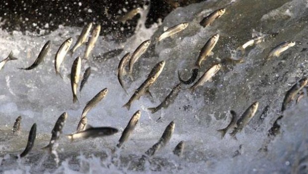 İnci kefalin hayranlık uyandıran göç serüveni