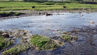 Van'da binlerce balık kıyıya vurdu