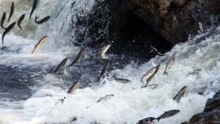 Van - Uçan balıklar yeni bir tehlikeyle karşı karşıya