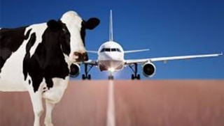 Katar'dan krize ilginç çözüm