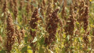 Astronotların yiyeceği Bingöl'den