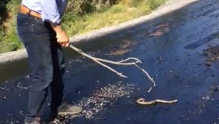 Van - Yılan sıcaktan asfalta yapıştı!