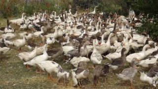 Kars'ta kendi etrafında dönmeye başlayan 300 kaz telef oldu