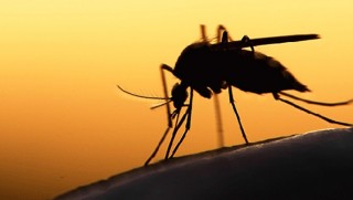 Sivrisinek ısırığı yüzünden iki bacağından oldu