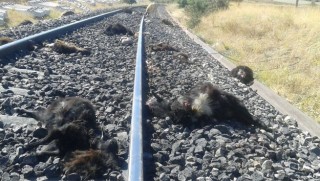 Elazığ’da trenin çarptığı 90 keçi telef oldu