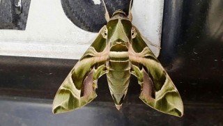 Ender görülen 'Mekik Kelebeği' Van'da bulundu 