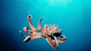 Bilim insanları: 'Ahtapotların DNA'sı bu dünyaya ait değil!'