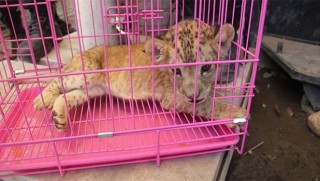 Cizre'de bir araçta yavru aslan bulundu