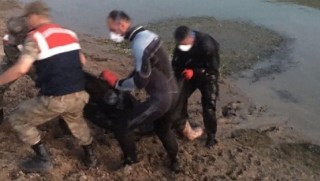 Elazığ’da su yüzeyinde kimliği belirsiz ceset bulundu