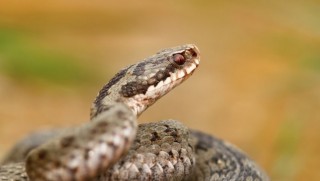 DSÖ'den uyarı: Yılanlara karşı panzehir kalmadı