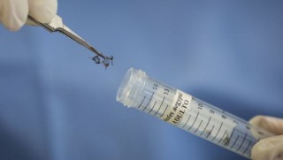 Zika virüsü beyin kanseri tedavisinde kullanılacak