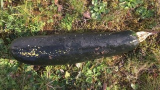 Patlamamış bomba sandılar, kabak çıktı