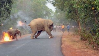 Yavru filin ateşe verildiği anın fotoğrafı ‘vahşi yaşam’ ödülü aldı