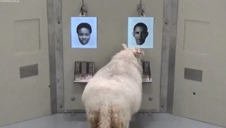 Bilimsel araştırma koyunlara dair önyargıları yıktı