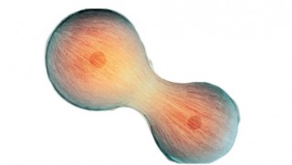 Yaşlanmış hücreleri gençleştirmenin yolu bulundu