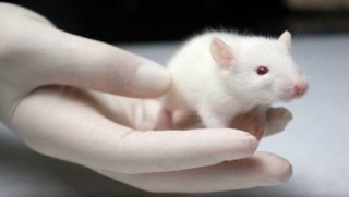 Felçli fareler kök hücre tedavisiyle yürüdü