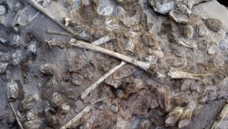 200'den fazla uçan dinozor yumurtası bulundu