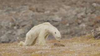 Küresel ısınmanın en acı yüzü