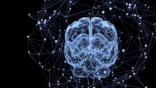 Bilimciler maymun beynine bilgi yerleştirmeyi başardı