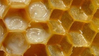 Bu sütün damlası 7 lira, kilosu 7 bin lira