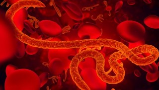 Tek Bir Enzim İle Ebola Virüsü Durduruldu