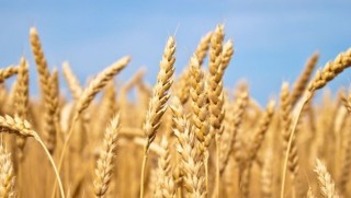 İnsanlar gıda olmadan soylarını ne kadar devam ettirebilir?