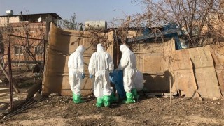 Mardin'de kuş gribi vakası