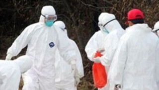 Almanya'da 'Afrika domuz vebası' salgını endişesi